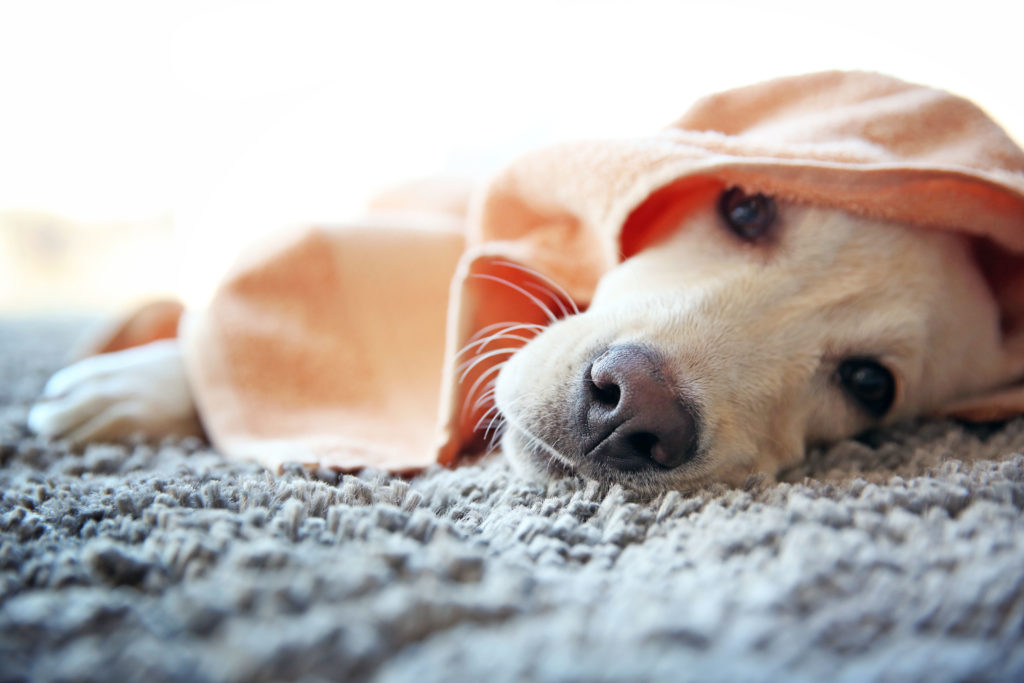 pet-friendly carpet, pet-safe carpet, flooring